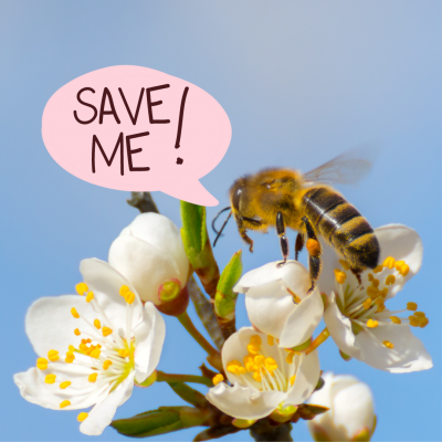 Save the Pollinators: A Youth-Led Environmental Restoration Project Exhibit Opening Reception