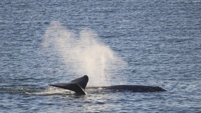 Whale Watch Art and Nature Hike